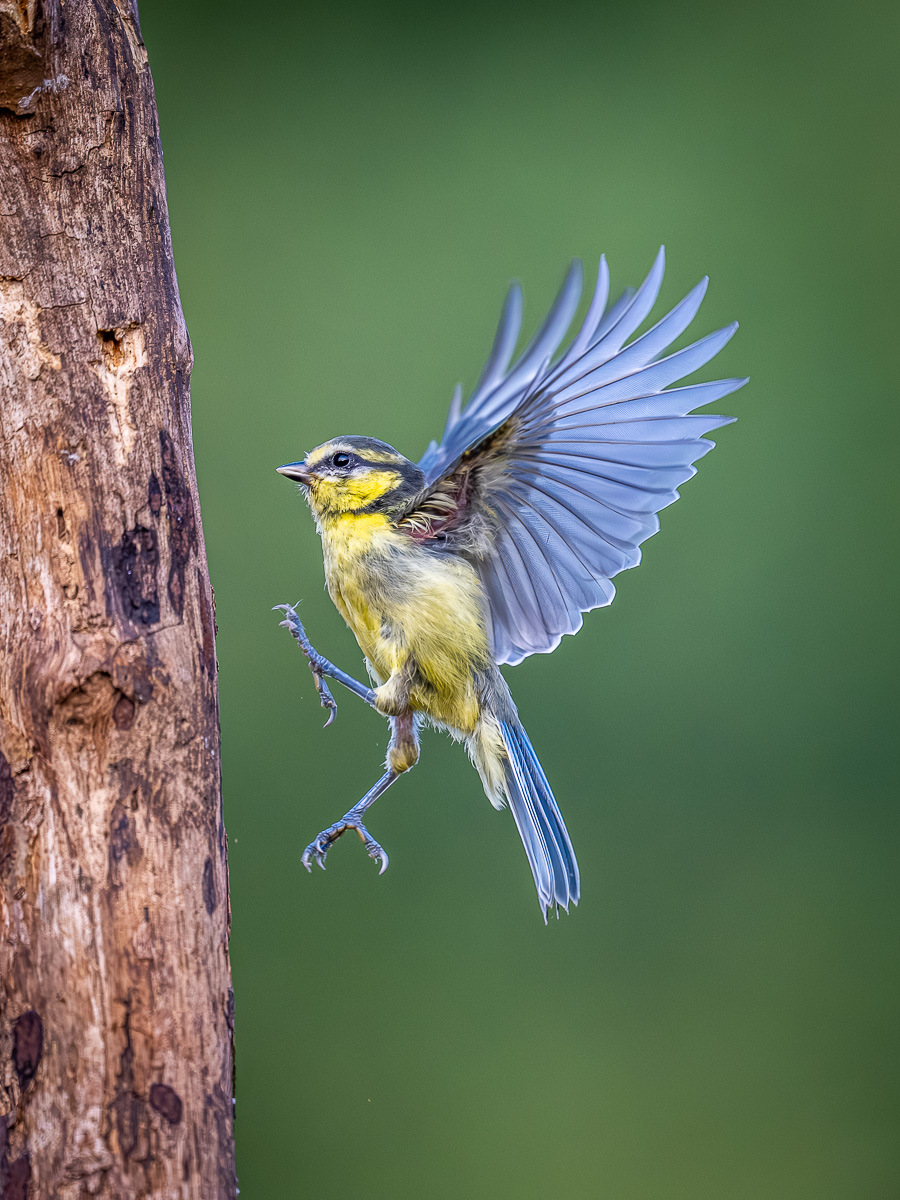A bird flying by a branch