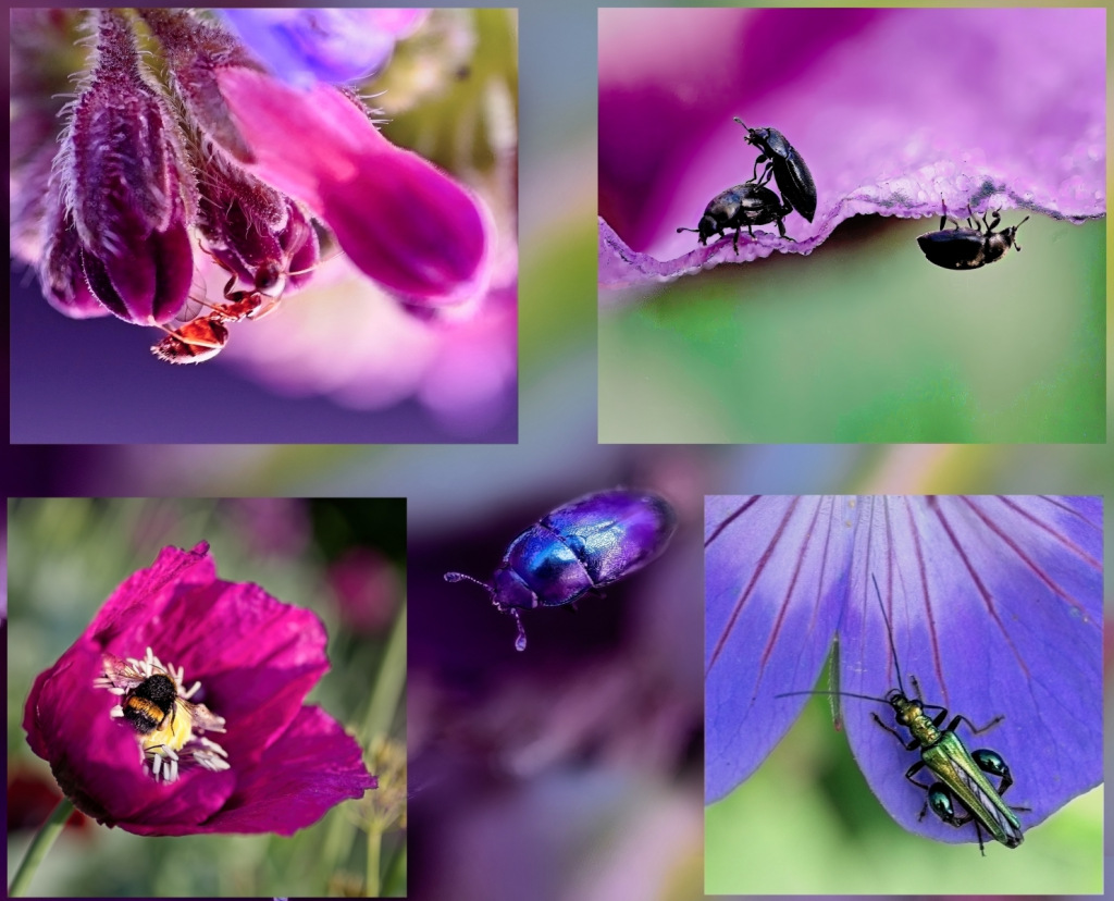 A montage of bugs