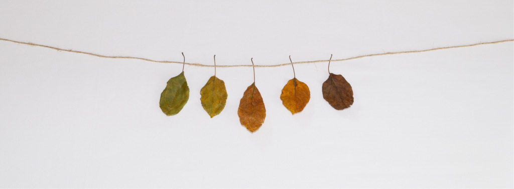 Leaves hanging on a wire against a white background
