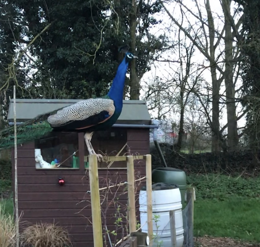 Bird sitting on a bit of wood