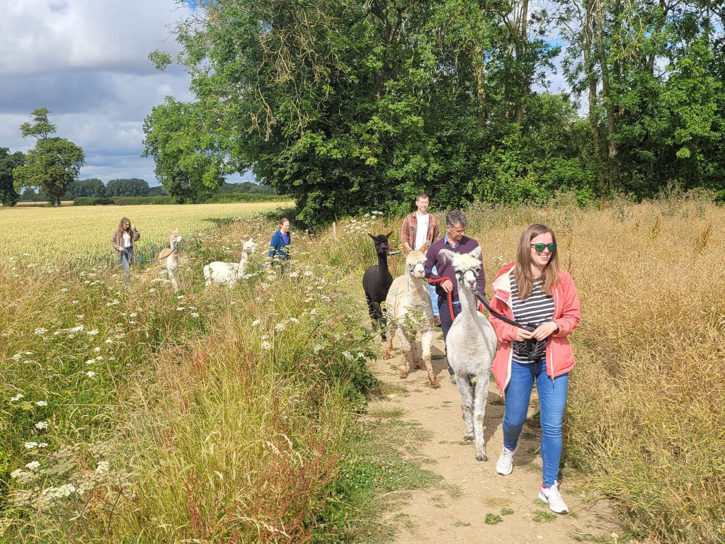 A group walking the alpacas