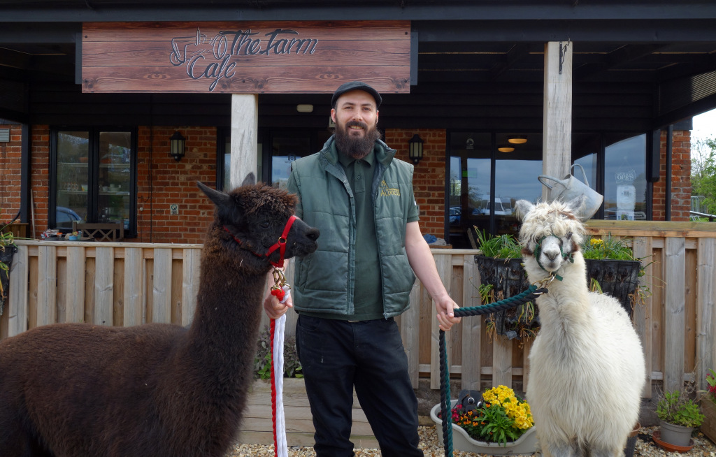 Tom standing with a pair of alpacas outside a cafe named The Farm Cafe