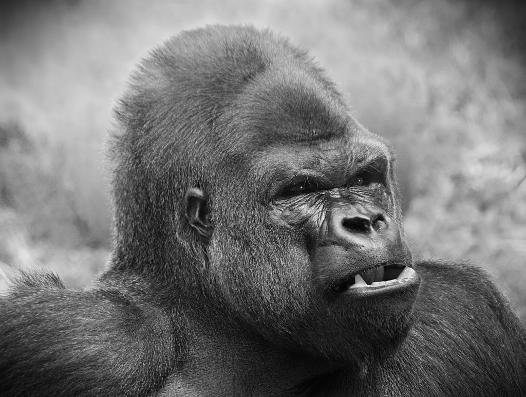 Gorilla