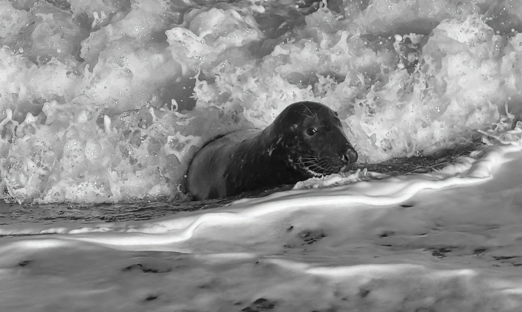 Seal sitting in a wave