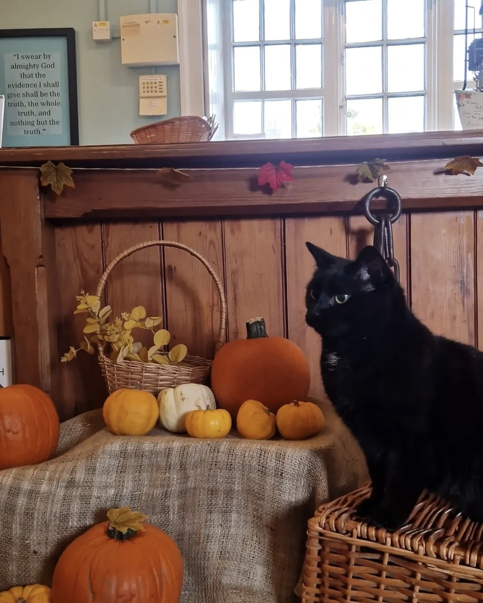 Cat contemplating a basket of fruit