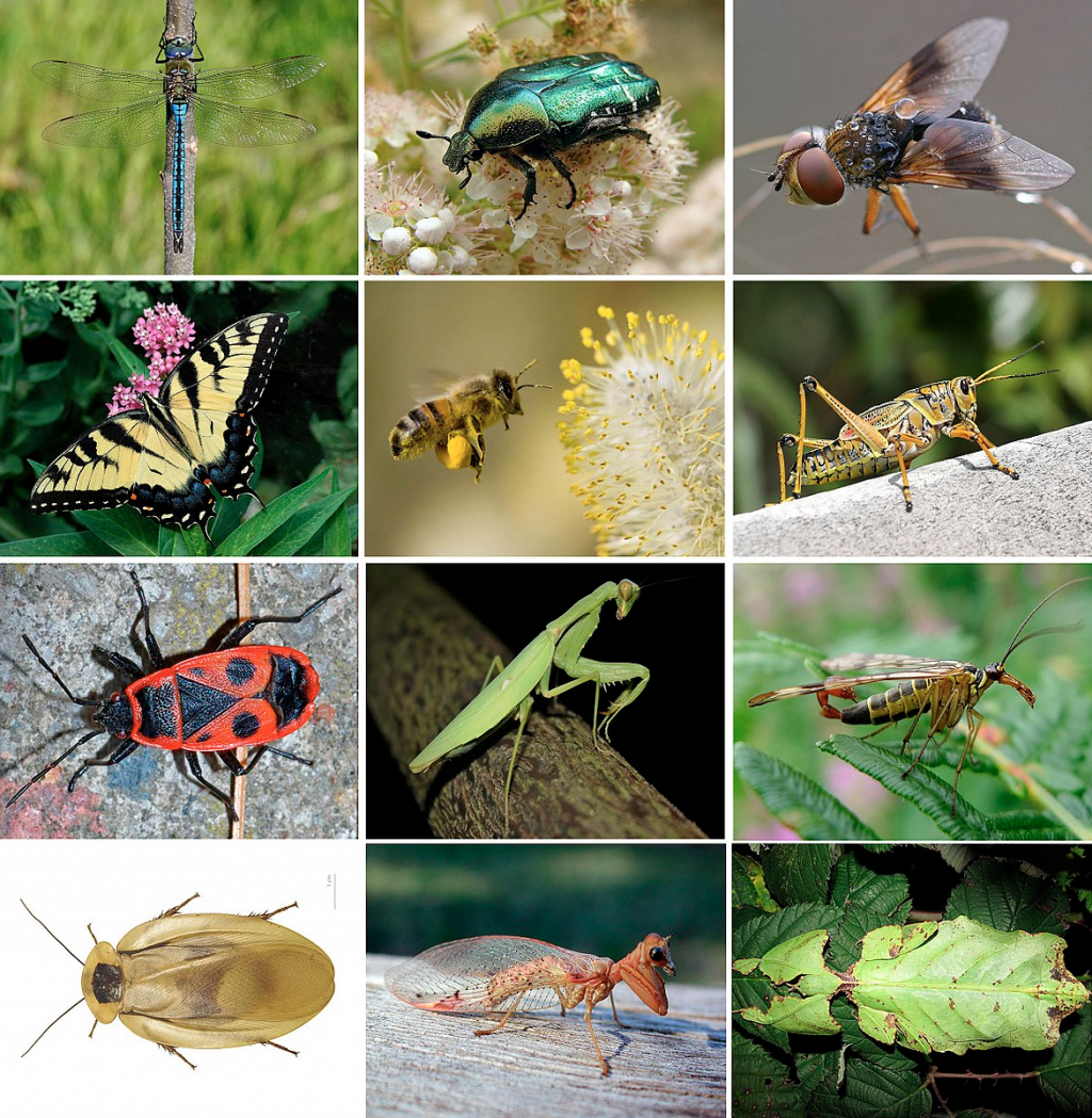 A digital collage of bugs
