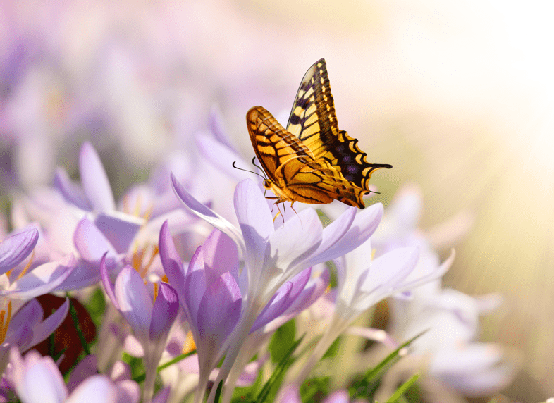 butterfly landing on flowers