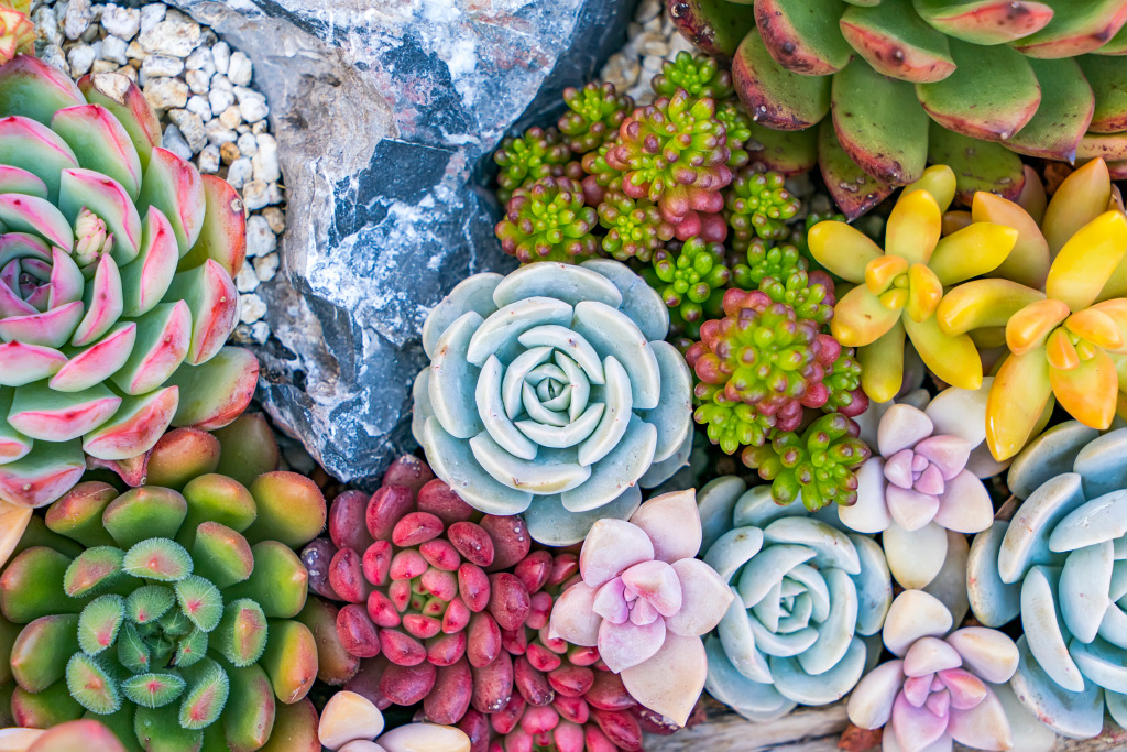 Brightly coloured flowers
