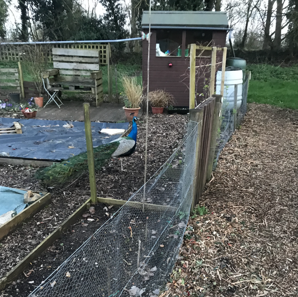 Peacock standing in a gardening allotment