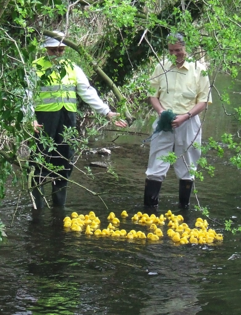 The ducks starting the race