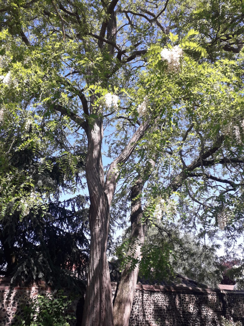 A tree