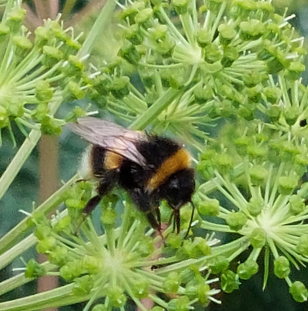Garden Bumblebee on Angelica