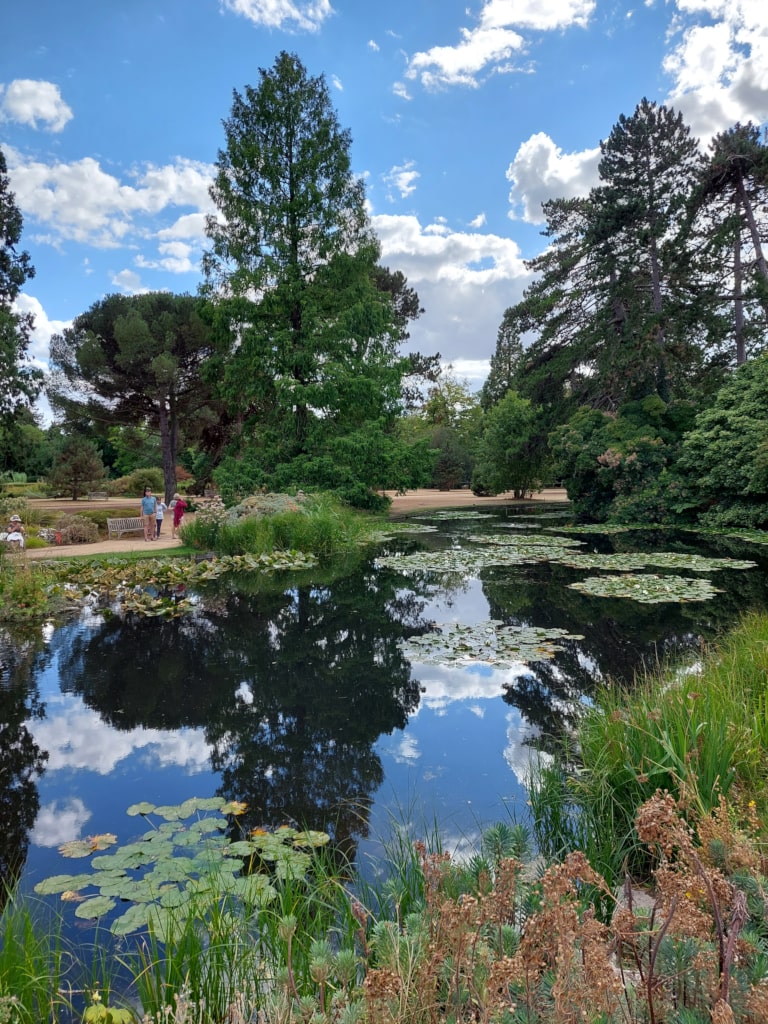 A pond at Cambridge Botanical Garden