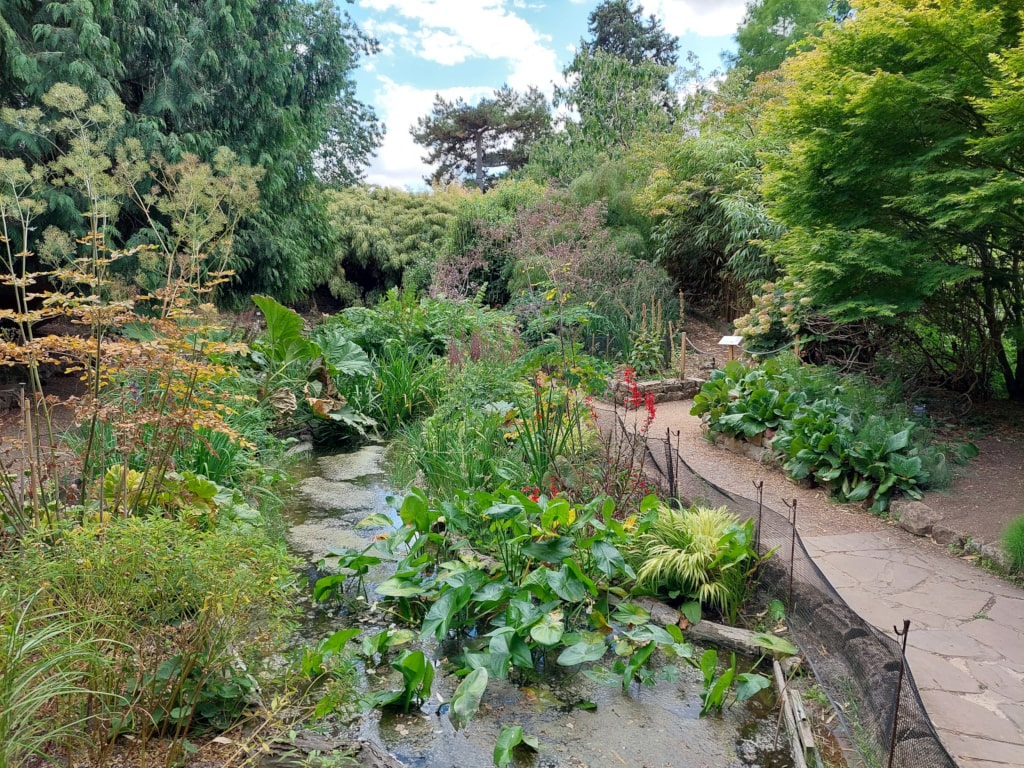 A pathway among vegetation at Cambridge Botanical Garden