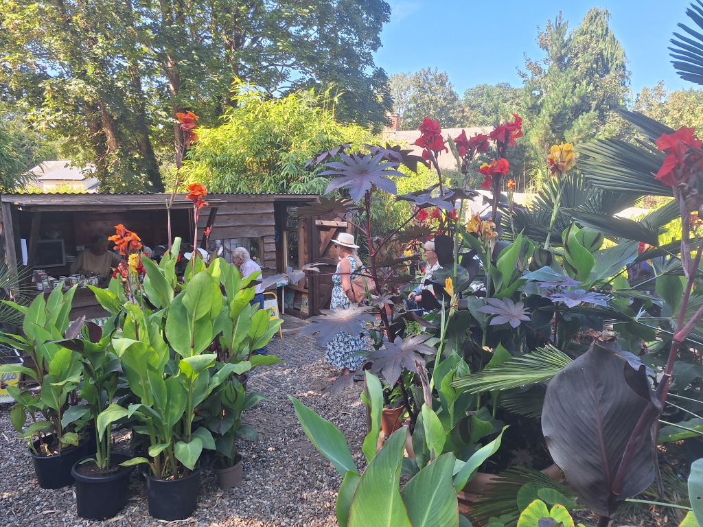 A garden with plants