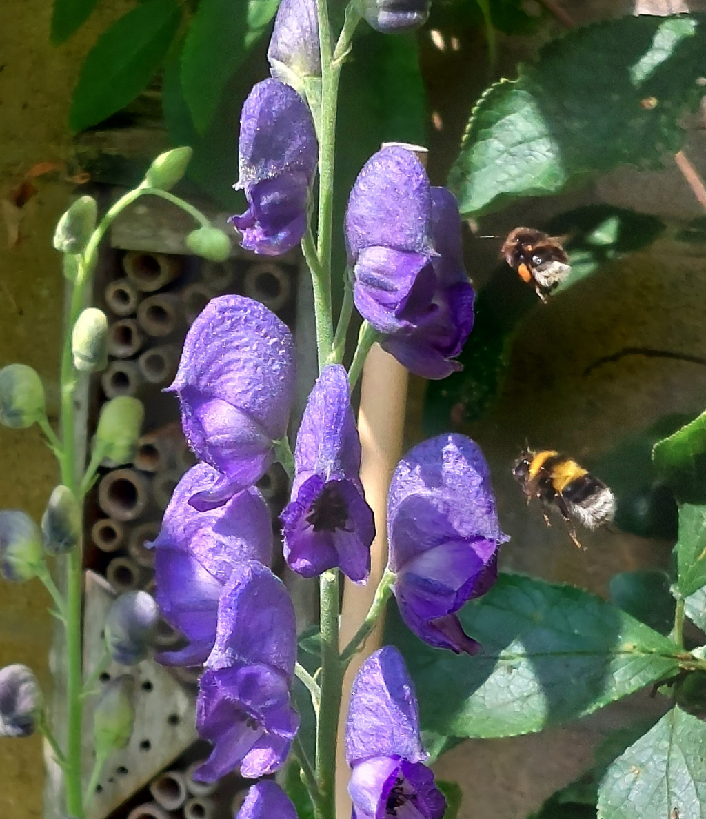 Bumblebees on Monkshood purple flowers
