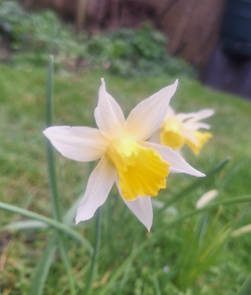 White and yellow daffodil lent lily