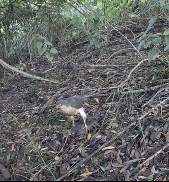 Bird walking among twigs