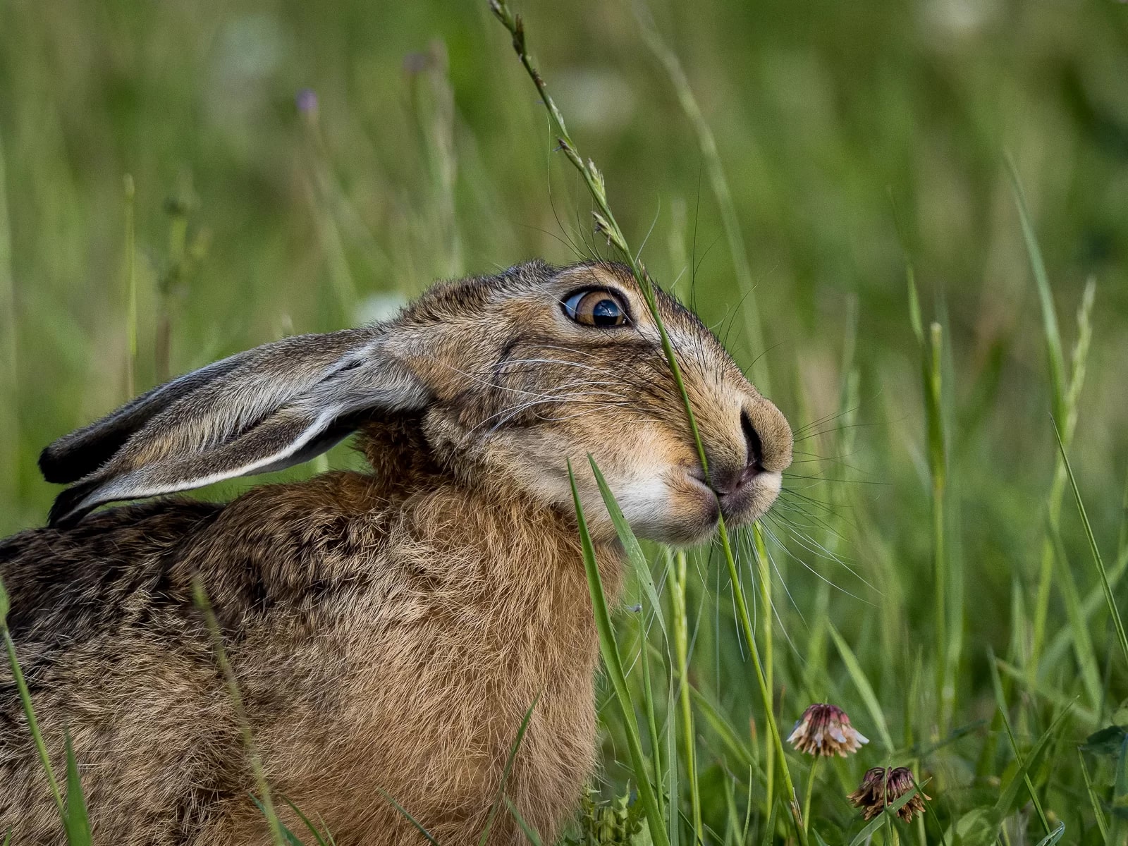 Hare biting grass