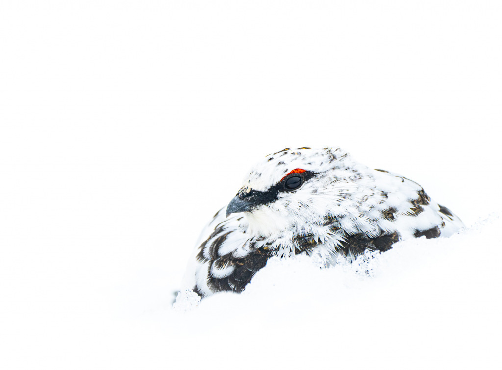 A ptarmigan