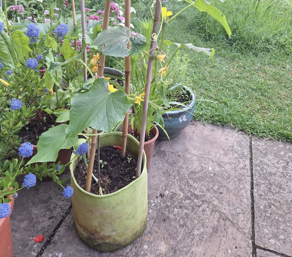 Plant pot