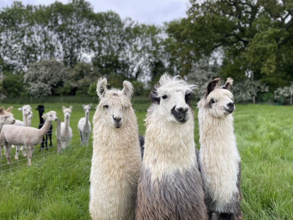 Three white and grey llamas in a field