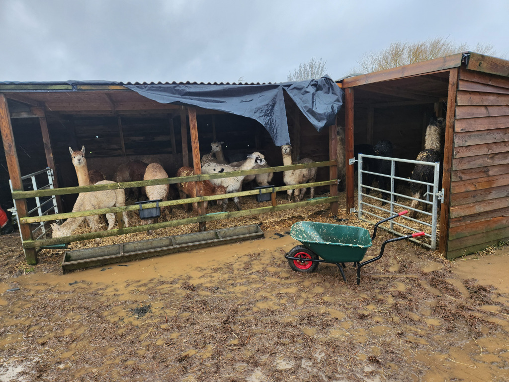 llamas and alpacas in shelter surrounded by mud and puddles
