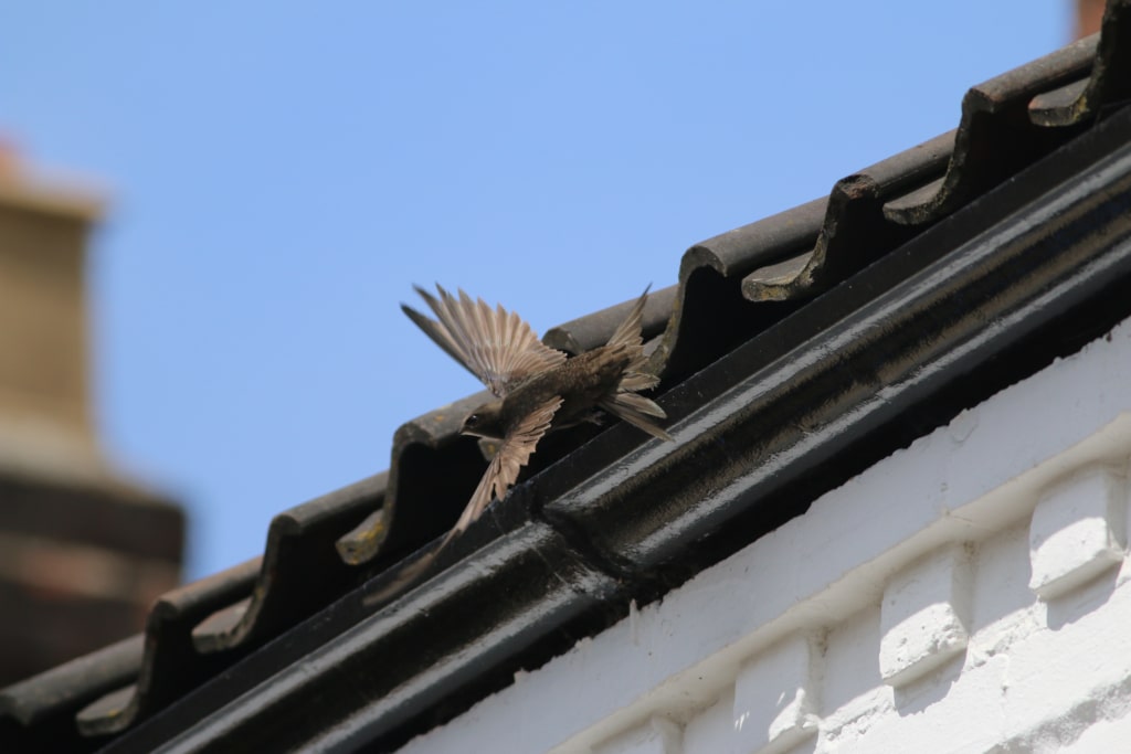A swift flying next to a building