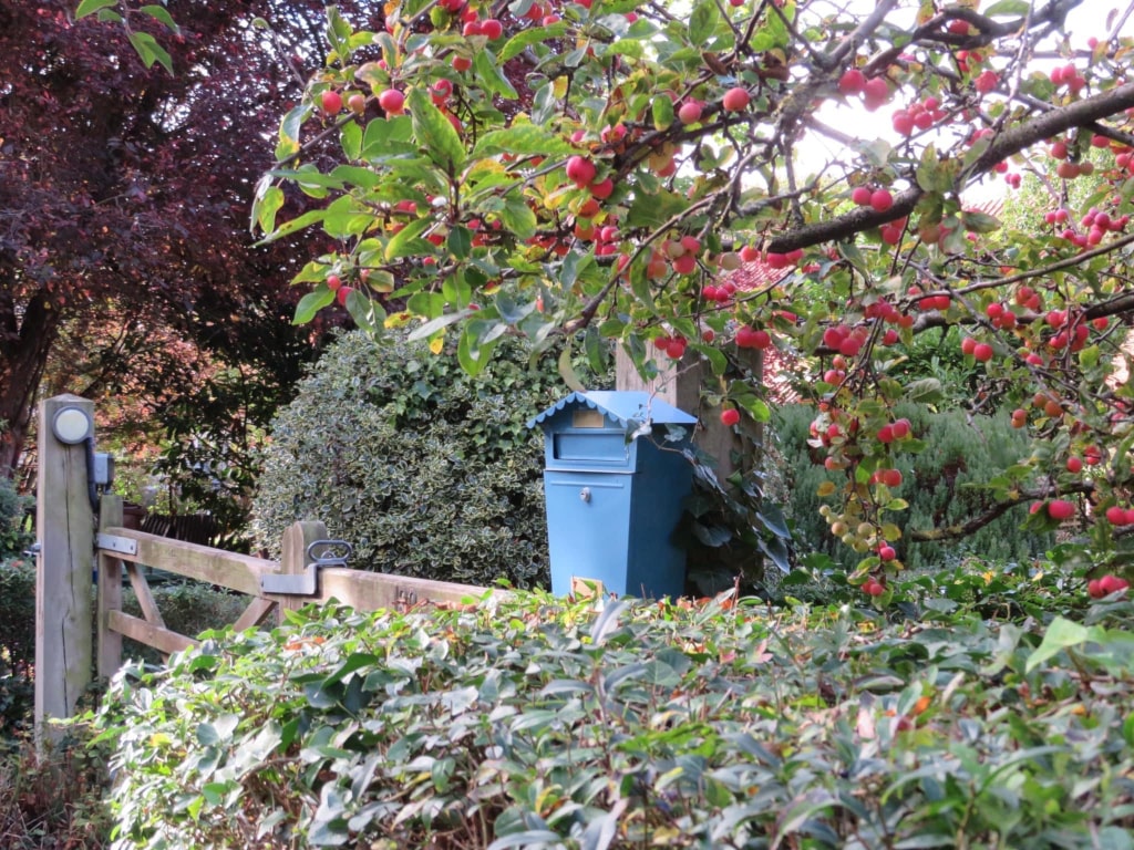 A mailbox among greenery and a crabapple tree