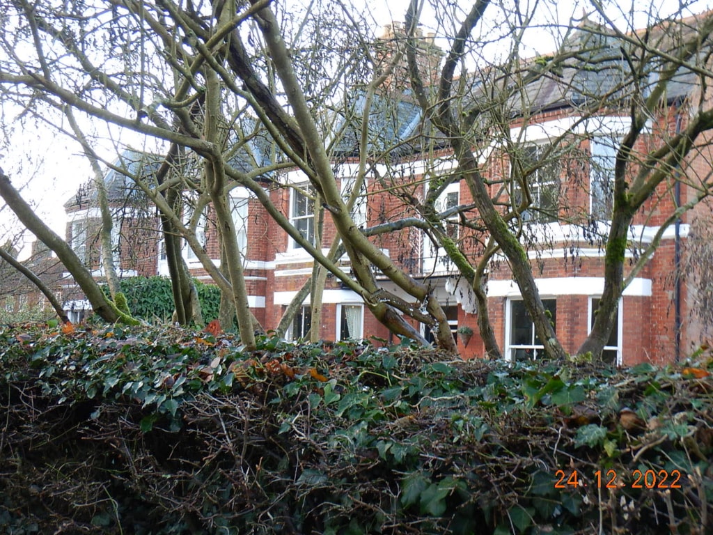 Houses on Norwich Road with a tree in the foreground