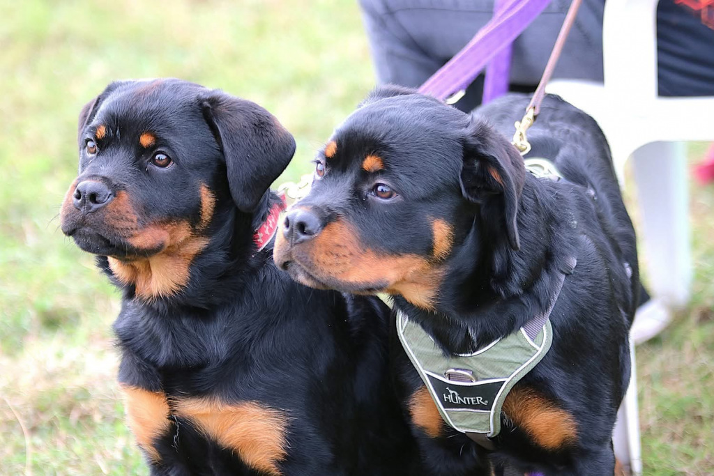 Two dogs