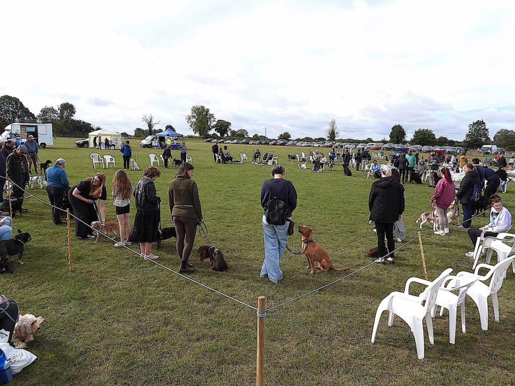 A field of dogs and their owners