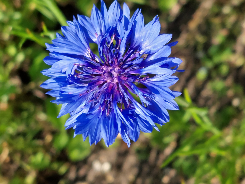 Gissing open gardens