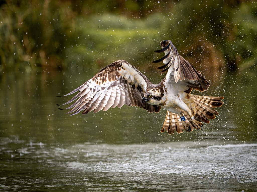An osprey flying out of water