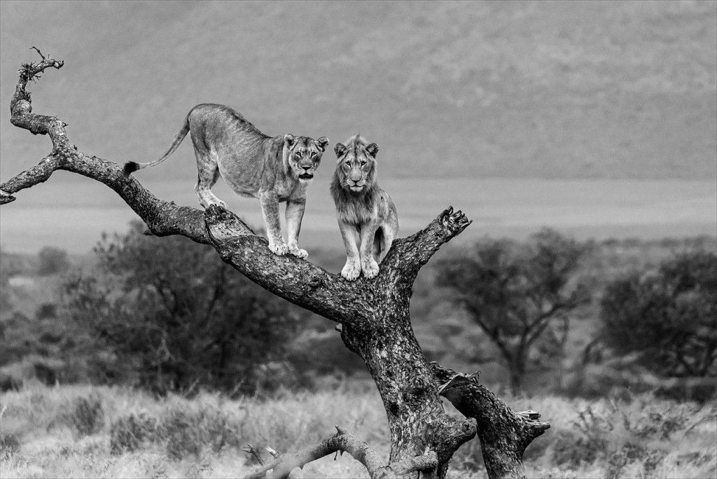 Two lions in black and white safari photo