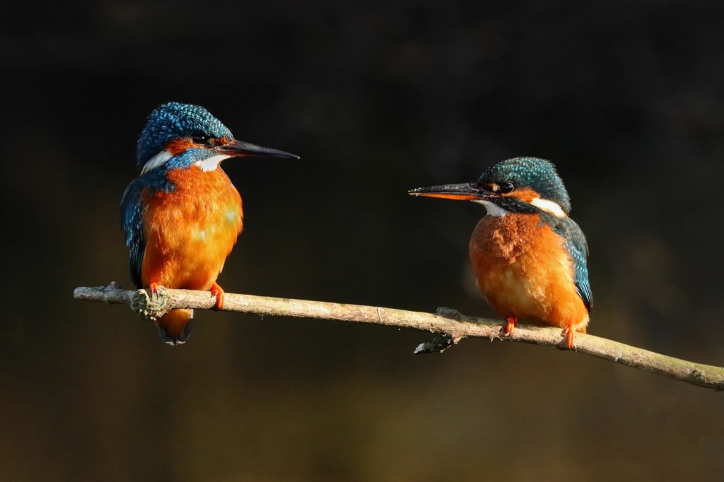 Two birds on a branch