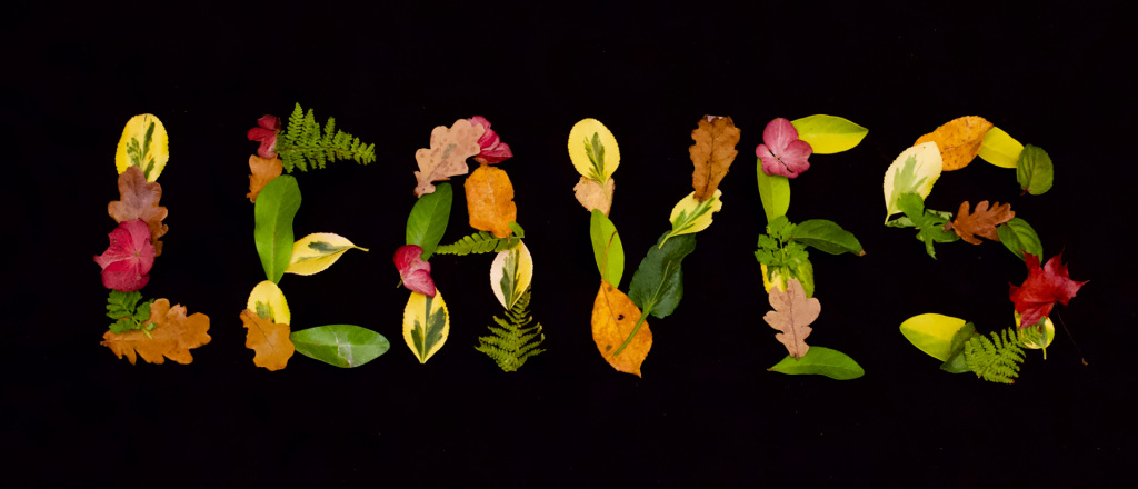 The word 'leaves' spelt out in leaves