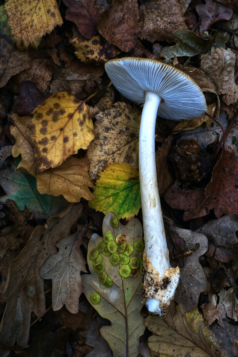 Mushroom lying among leaves