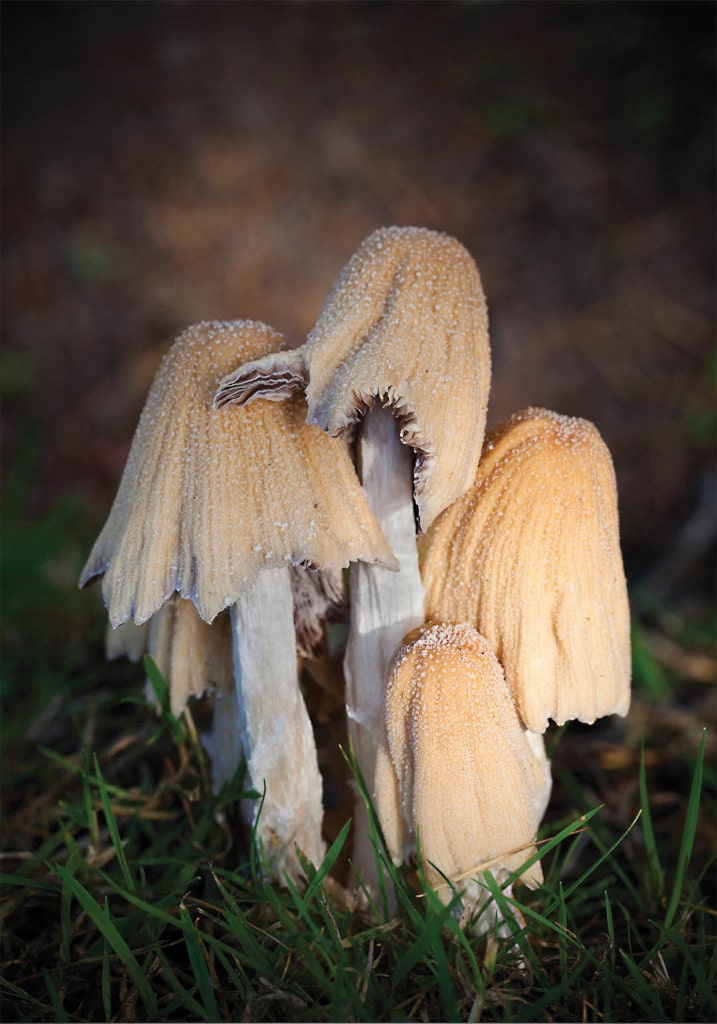 A picture of fungi sitting in grass