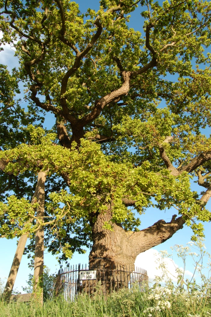 Close up of Robert Kett's Oak