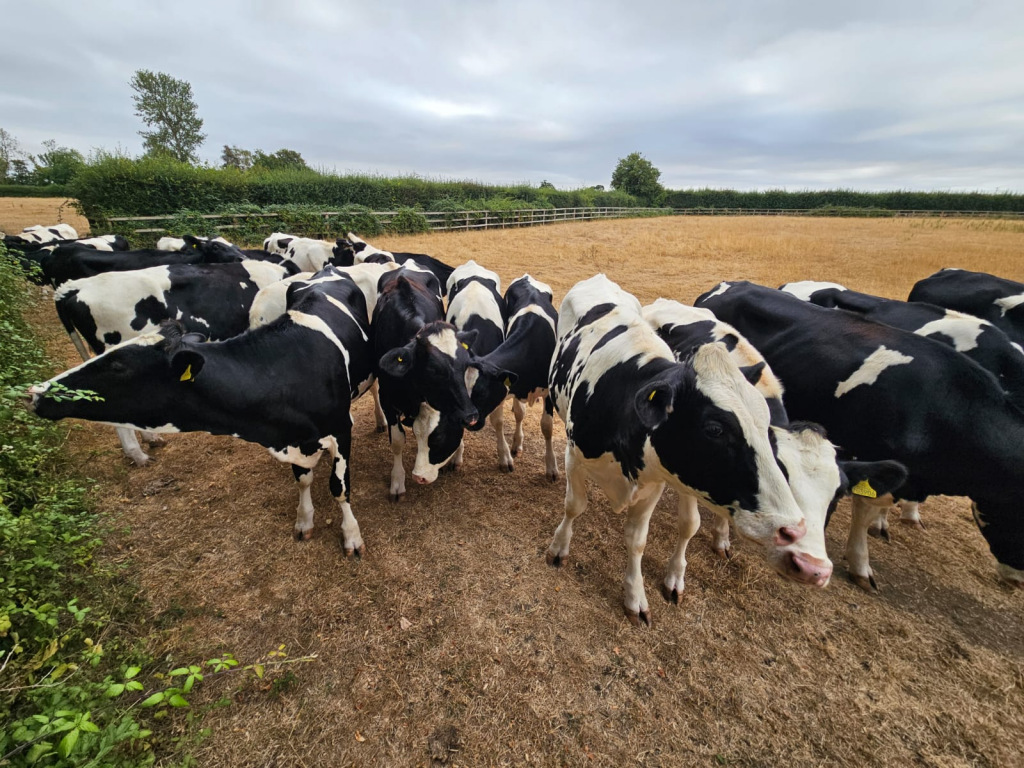 Cows
