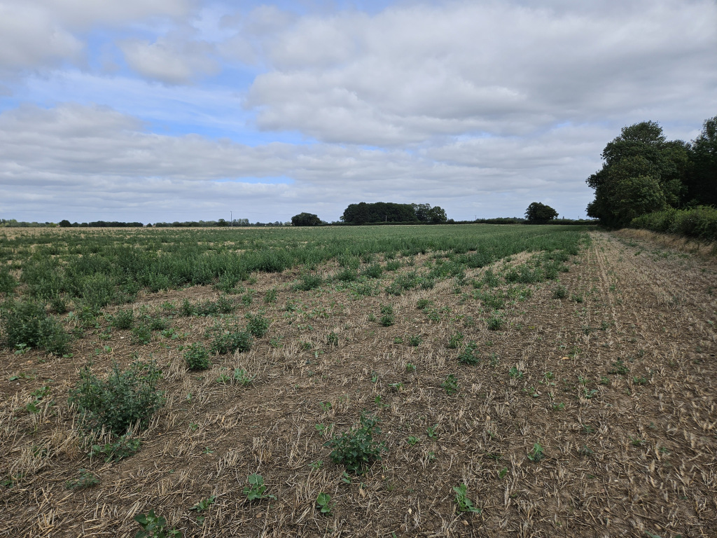 A field
