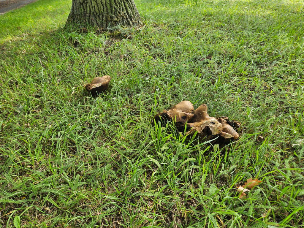 Mushrooms in the ground