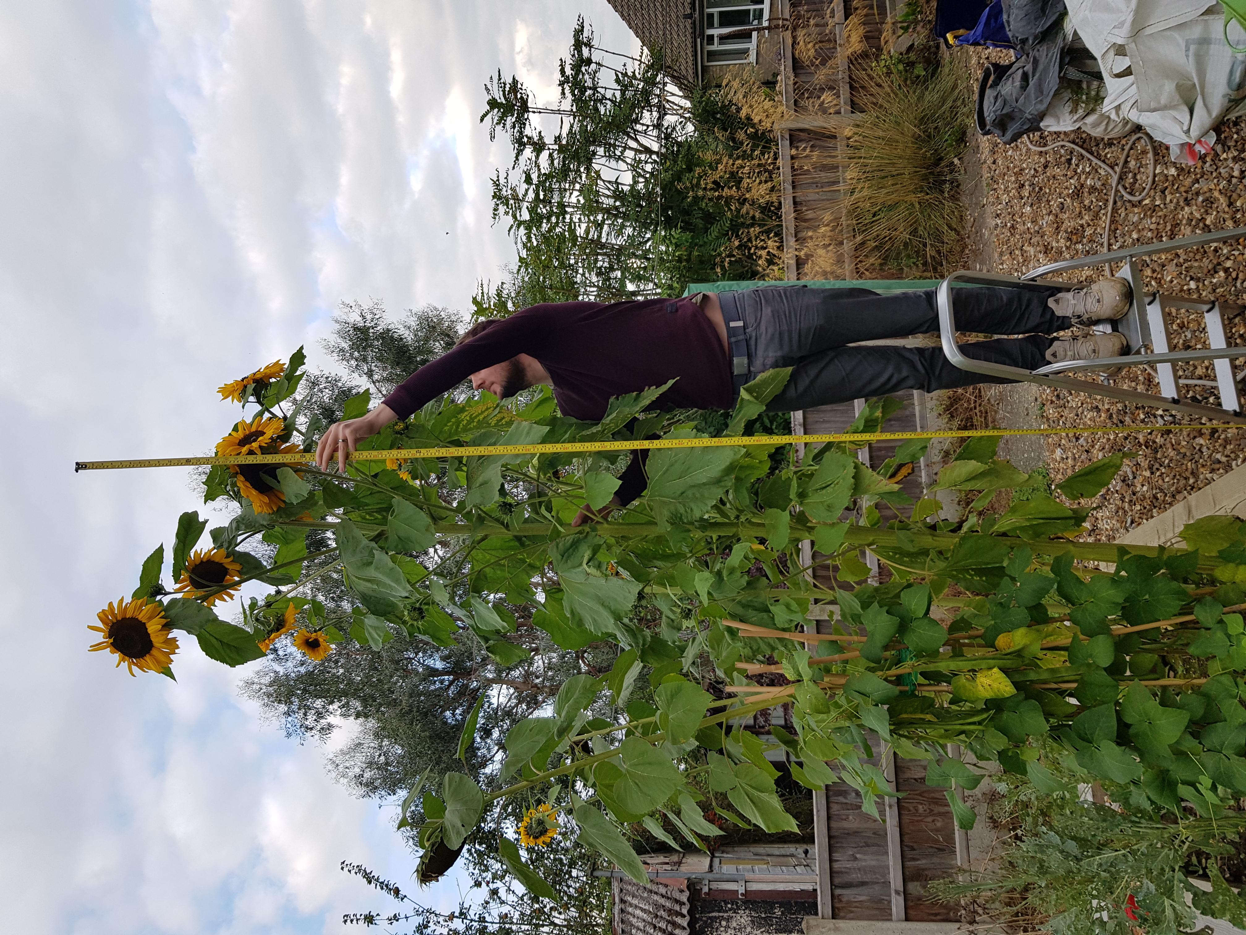 Man up ladder measuring sunflower