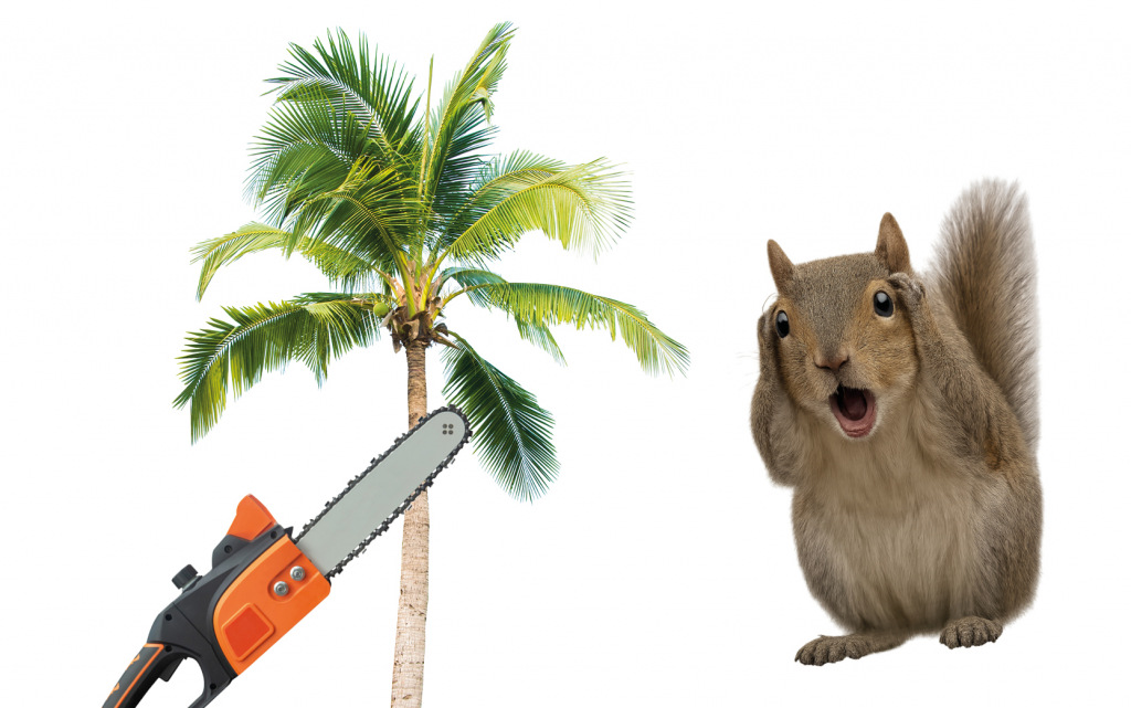 A screaming squirrel looks at a palm tree being felled