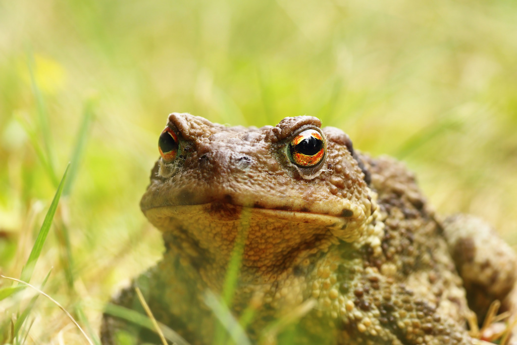 A toad sitting in the grass