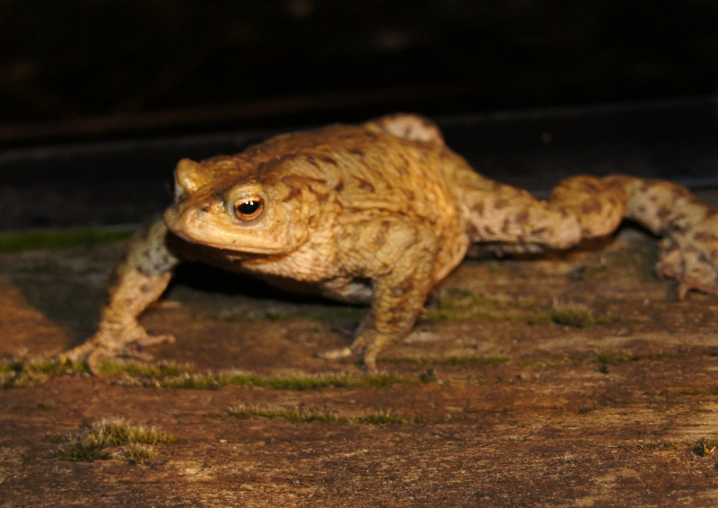 Picture of a toad at night