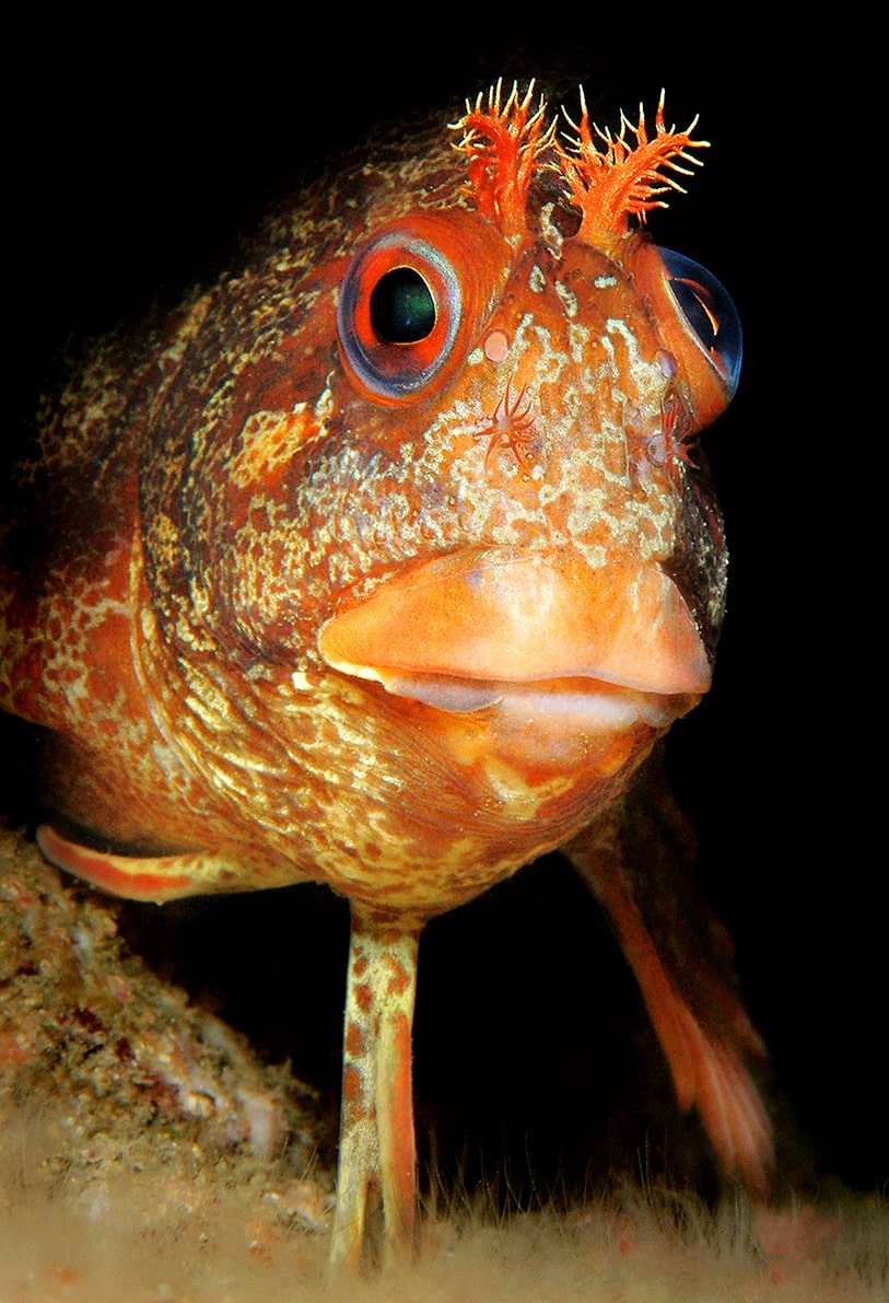 Tompot Blenny Fish