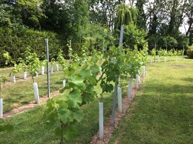 Colin's vines