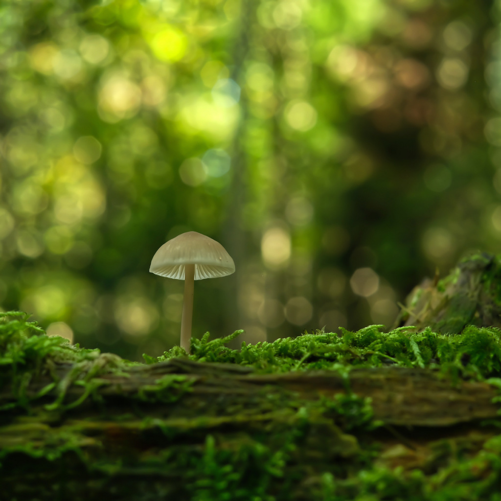 Mushroom on the ground